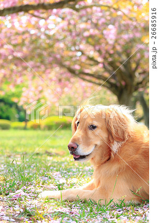 えへへ♪ 26685916