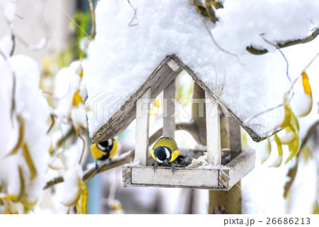 bird bird 26686213