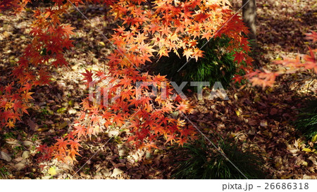 水辺の森公園の紅葉 26686318