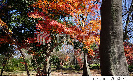 水辺の森公園の紅葉 26686319