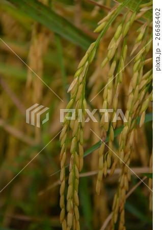 Ear of paddy in Thailand Ear of paddy in Thailand 26686402