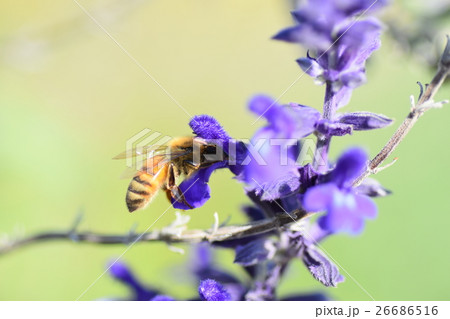 ミツバチとハーブの紫色の花 ミツバチとハーブの紫色の花 26686516