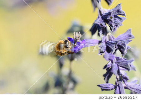 ミツバチとハーブの紫色の花 26686517