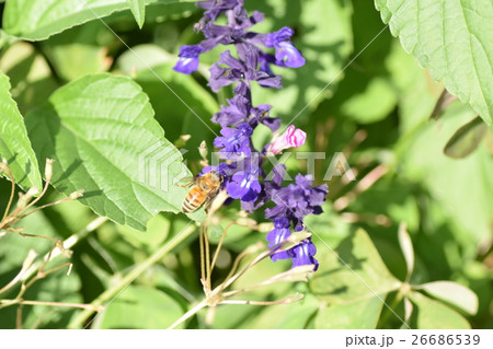 ミツバチとハーブの紫色の花 26686539