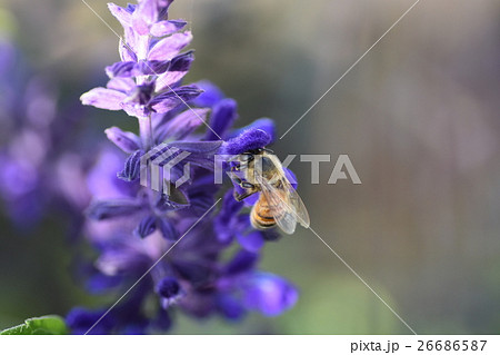 ミツバチとハーブの紫色の花の写真素材