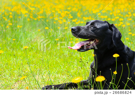 お花畑だね～♪ 26686824