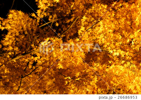紅葉のライトアップ 紅葉のライトアップ 26686953