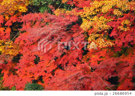 長瀞の紅葉 長瀞の紅葉 26686954