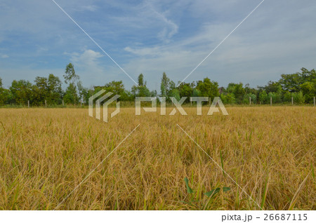 Cornfield 26687115