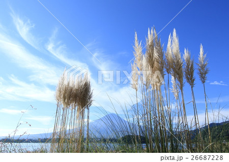 富士山とパンパスグラス 富士山とパンパスグラス 26687228