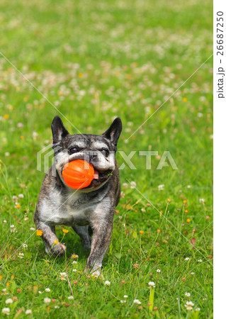 とったど♪ とったど♪ 26687250