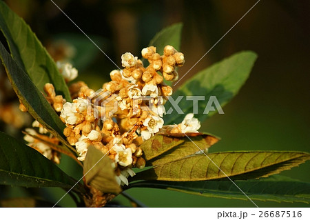 ビワの花が咲く ビワの花が咲く 26687516
