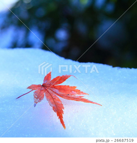 雪にもみじ 雪にもみじ 26687519