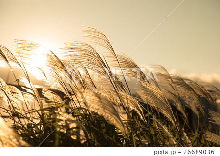 夕方の薄 すすき ススキの画像素材の写真素材