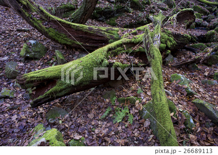 苔に覆われた朽ち木 苔に覆われた朽ち木 26689113