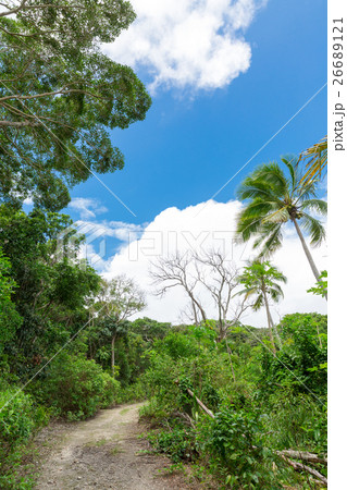 ニューカレドニア イルデパン島 26689121