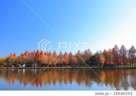 水元公園（みさと公園）の紅葉 26689203