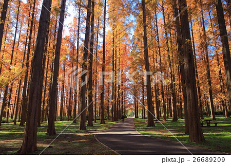 水元公園メタセコイアの紅葉 26689209