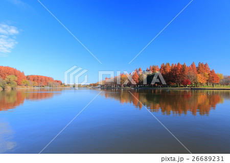 水元公園（みさと公園）の紅葉 26689231