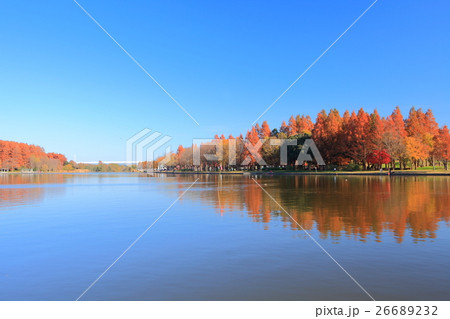 水元公園（みさと公園）の紅葉 26689232