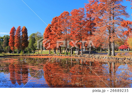 水元公園の紅葉 26689235