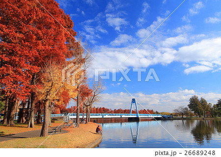水元公園の水元大橋と紅葉 26689248