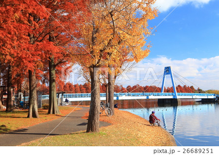 水元公園の水元大橋と紅葉 26689251