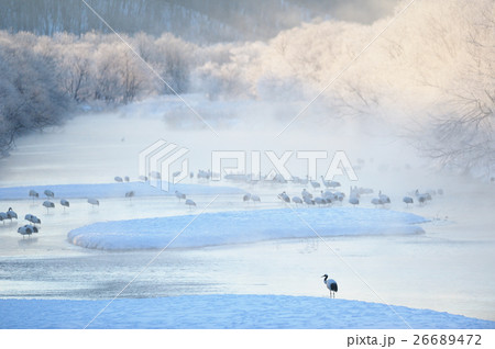 タンチョウのねぐらの夜明け 26689472