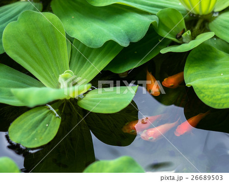 Pistia stratiotes L.and golden fish in the water. 26689503