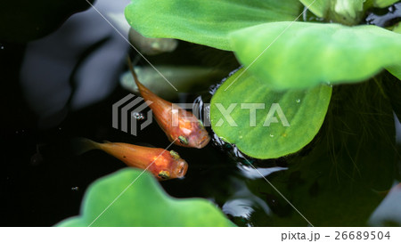 Pistia stratiotes L.and golden fish in the water. 26689504