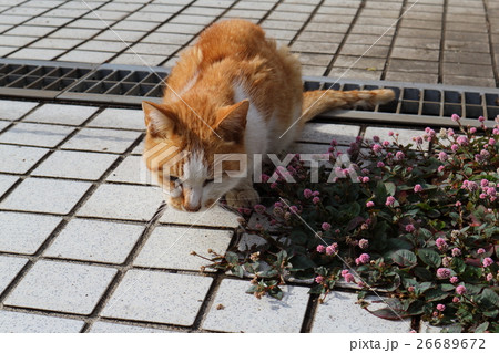 東京都新宿区大久保の野良猫 東京都新宿区大久保の野良猫 26689672