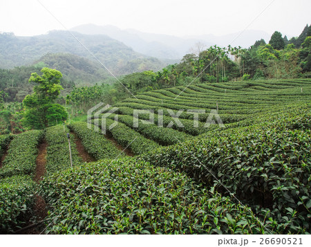茶畑 紅茶農園 茶園 26690521