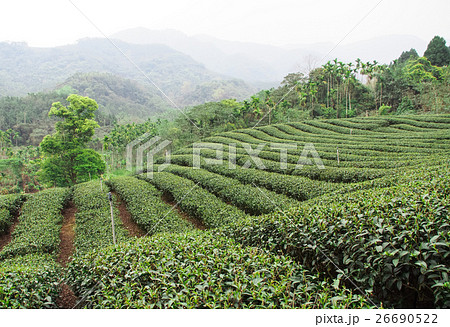 茶畑 紅茶農園 茶園 26690522