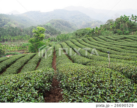 茶畑 紅茶農園 茶園 26690529