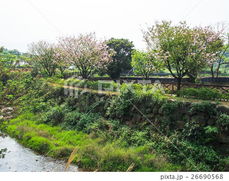 桜 さくら サクラ 26690568