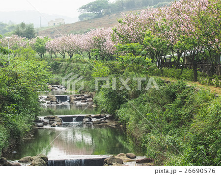 桜 さくら サクラ 26690576