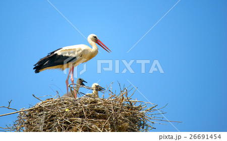 White stork with their young on the nest 26691454