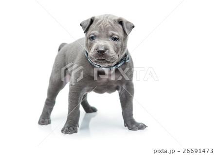 Thai ridgeback puppy isolated on white 26691473