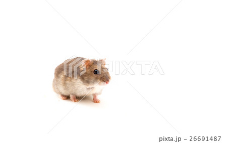 Young hamster isolated on white 26691487