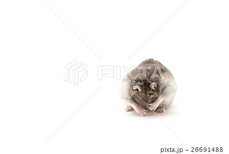 Funny hamster on white isolated background 26691488
