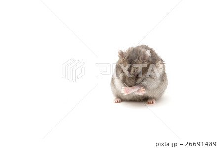 the mouse sits isolated on a white background. 26691489