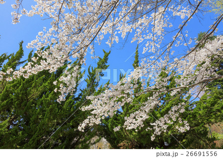 落花生 取り戻す ハンバーガー イトスギ 花 Hanadokeihanaten Jp