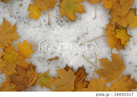 Yellow leaves on a snow Yellow leaves on a snow 26692017