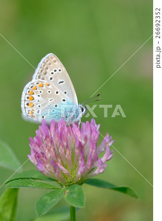Common Blue (Polyomathus icarus) butterfly 26692352