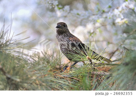 Fieldfare (Turdus pilaris) on tree brunch 26692355