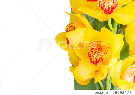 yellow orchid flowers 26692477