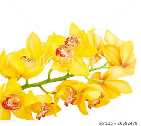yellow orchid flowers 26692479