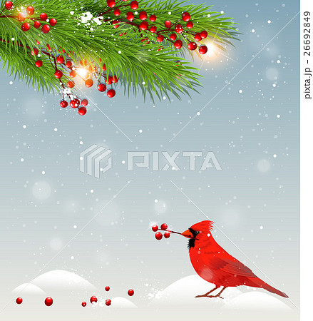 Green fir branches and cardinal bird 26692849