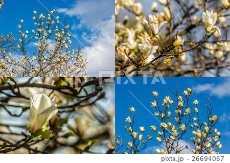 image set of magnolia flower on blurry background 26694067