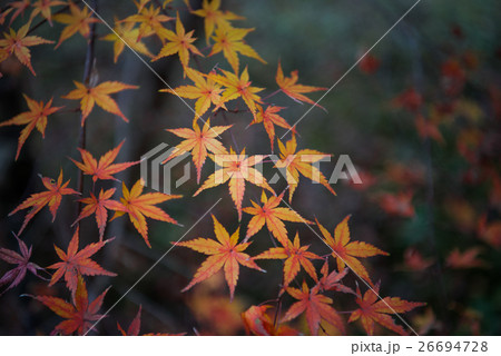 色づくもみじ 26694728